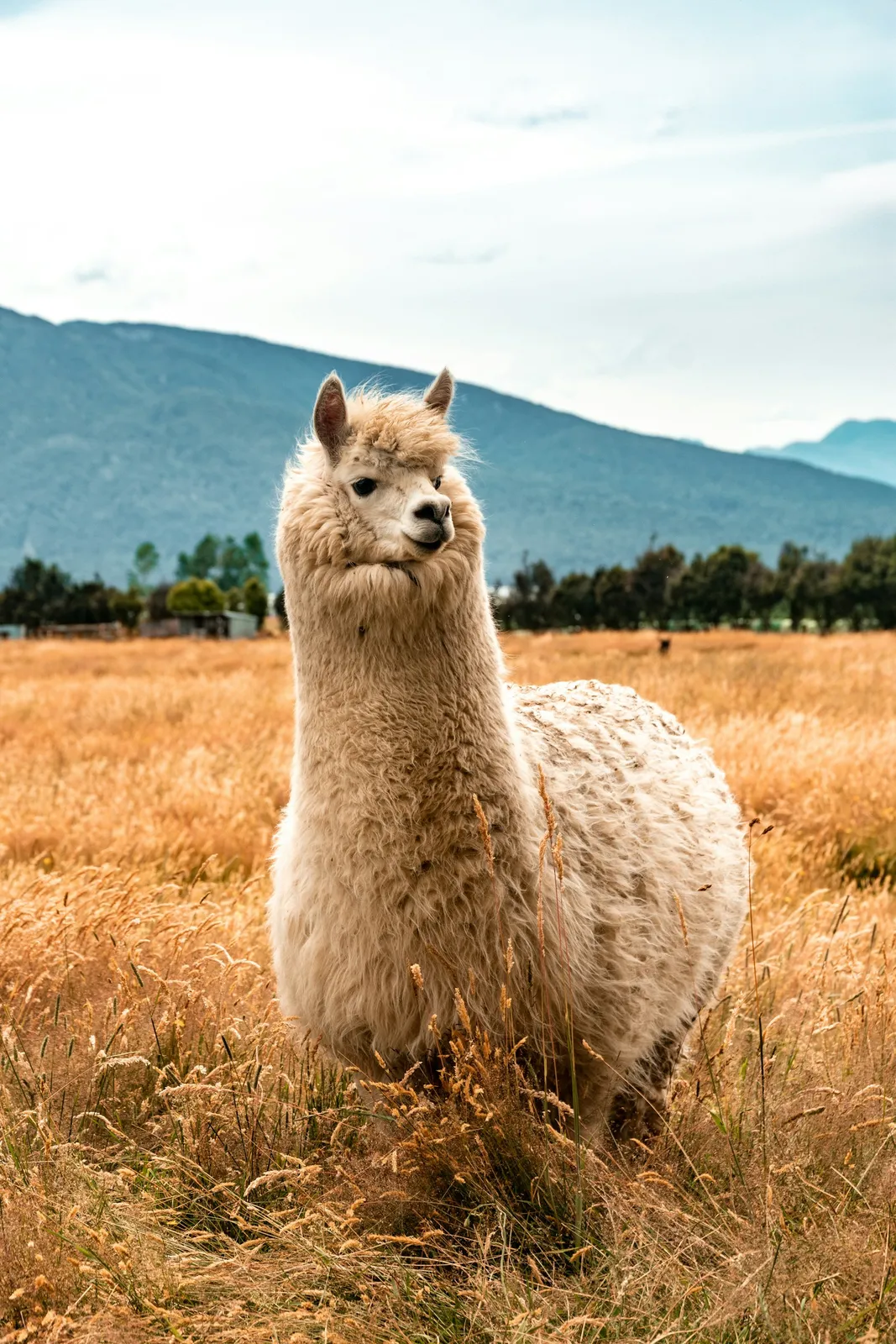 Llama 2 Explained: Meta's Open Weights and the RLHF Chat Recipe